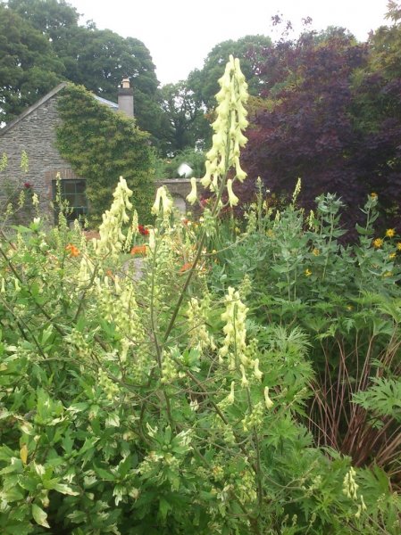 Aconitum lycoctonum Kollane käoking